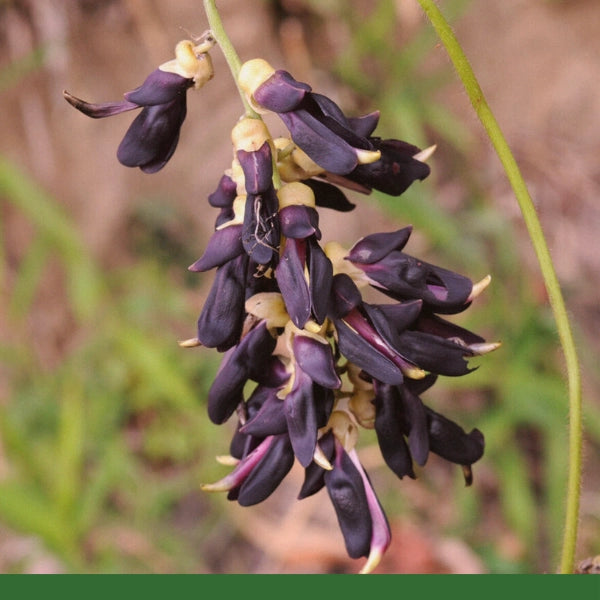 Mucuna Powder (Mucuna pruriens) - Dried Herb, Organic