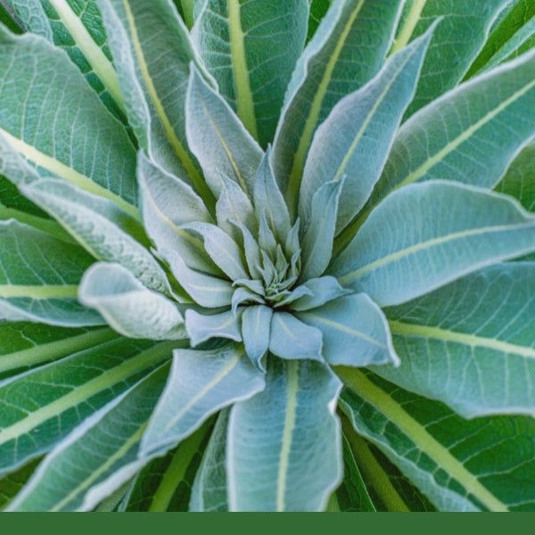 Mullein Leaf (Verbascum thapsus) - Dried Herb, Organic