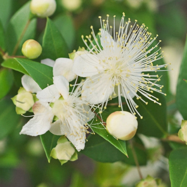 Myrtle (Myrtus communis) - Essential Oil