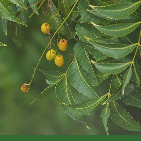 Neem Leaf, Powder (Azadirachta indica) - Dried Herb, Organic