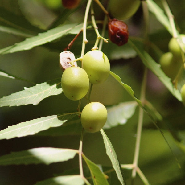 Neem (Azadirachta indica) - Carrier Oil