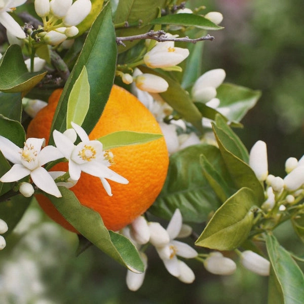 Neroli (Citrus aurantium) - Essential Oil