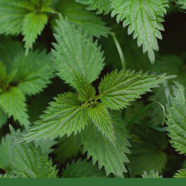 Nettle Leaf (Urtica dioica) - Dried Herb, Organic