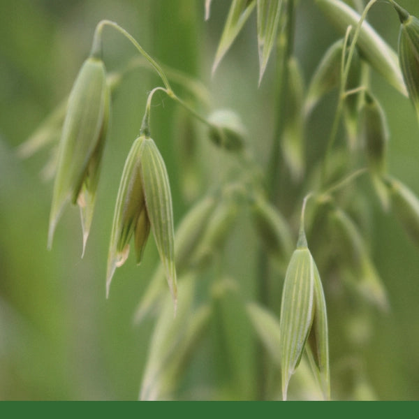 Oat Seed (Avena sativa semen) - Dried Herb, Organic