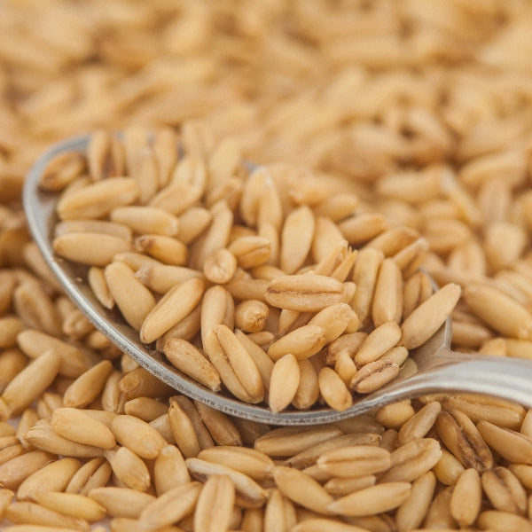 Oat Seed (Avena sativa semen) - Dried Herb, Organic