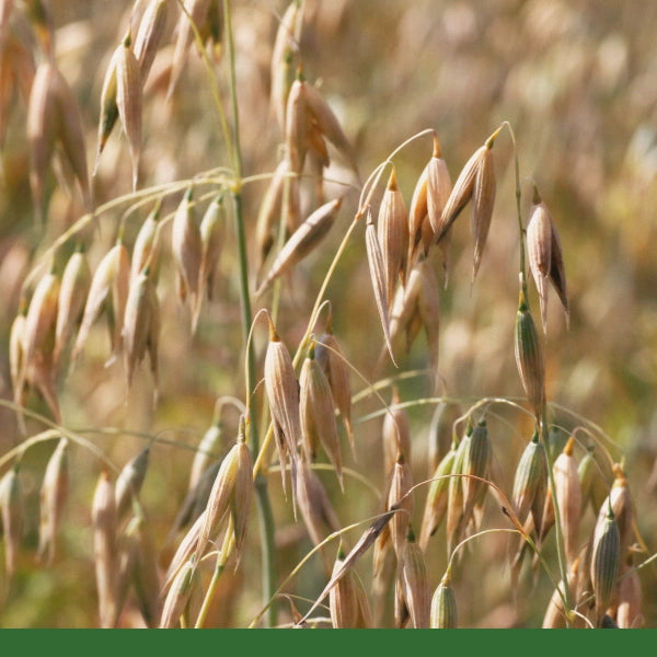 Oat Straw (Avena sativa) - Dried Herb, Organic