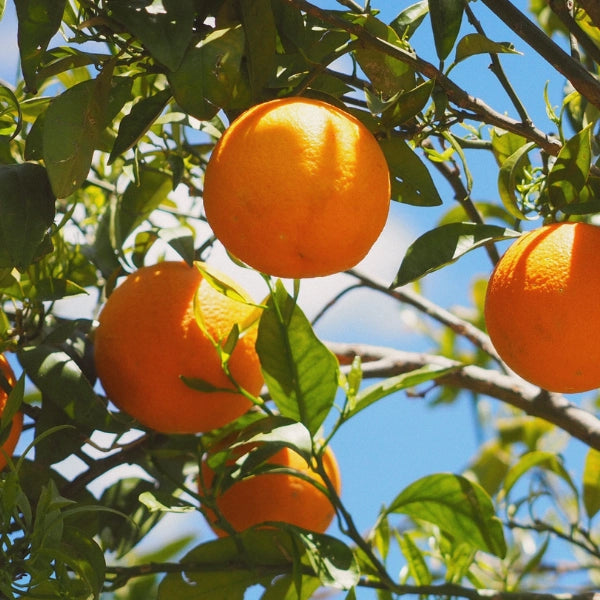 Orange Sweet (Citrus sinensis) - Essential Oil