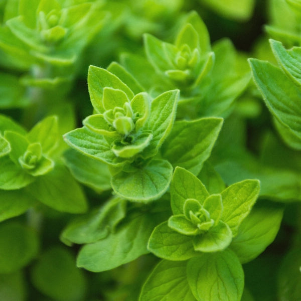 Oregano (Origanum capitatus) - Essential Oil