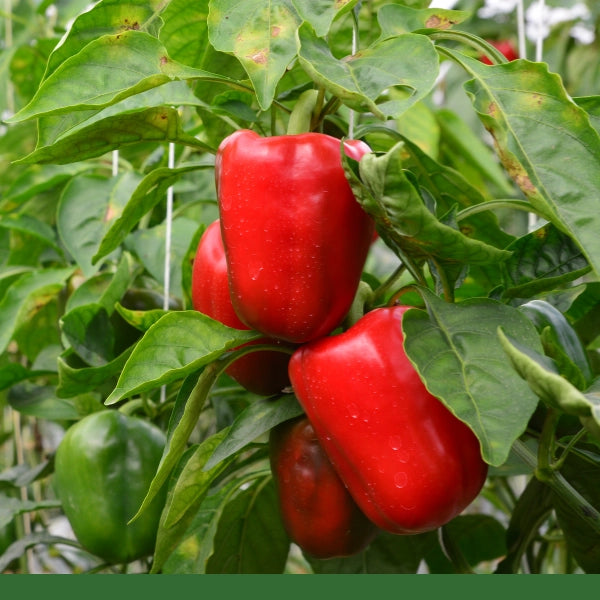 Paprika Powder (Capsicum annuum) - Dried Herb, Organic