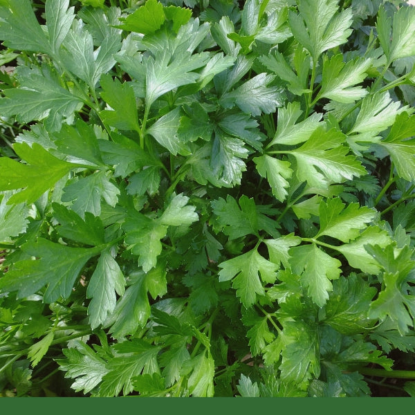 Parsley Leaf (Petroselinum crispum) - Dried Herb, Organic