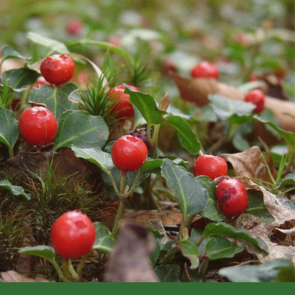 Partridge Berry (Mitchella repens) - Dried Herb, Wildcrafted