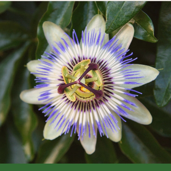 Passion Flower, Cut & Sifted (Passiflora incarnata) - Dried Herb