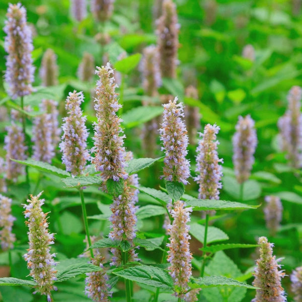 Herb & Earth Patchouli Incense