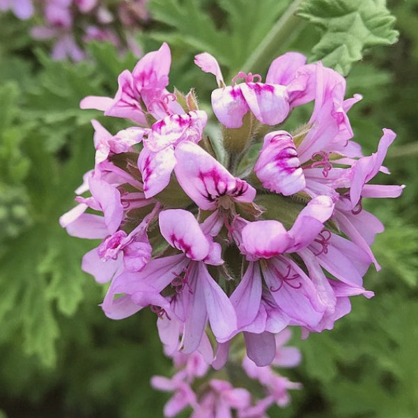 Geranium (Pelargonium graveolens) - Essential Oil