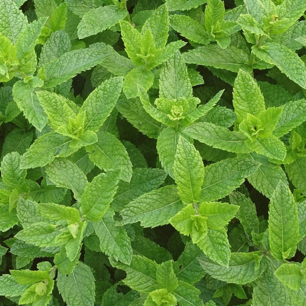 Peppermint (Mentha piperita) - Essential Oil