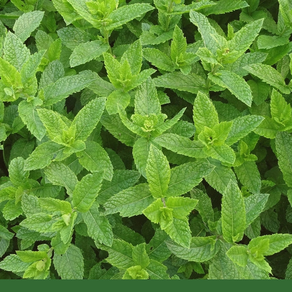 Peppermint Leaf (Mentha piperita) - Dried Herb, Organic