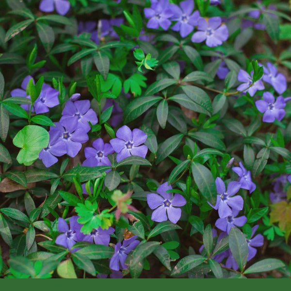 Periwinkle (Vinca minor) - Dried Herb, Organic