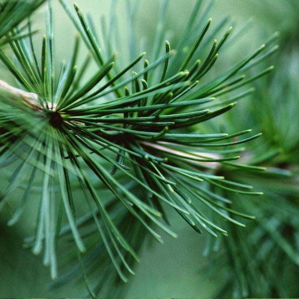 Pine Needle (Pinus sylvestris) - Essential Oil