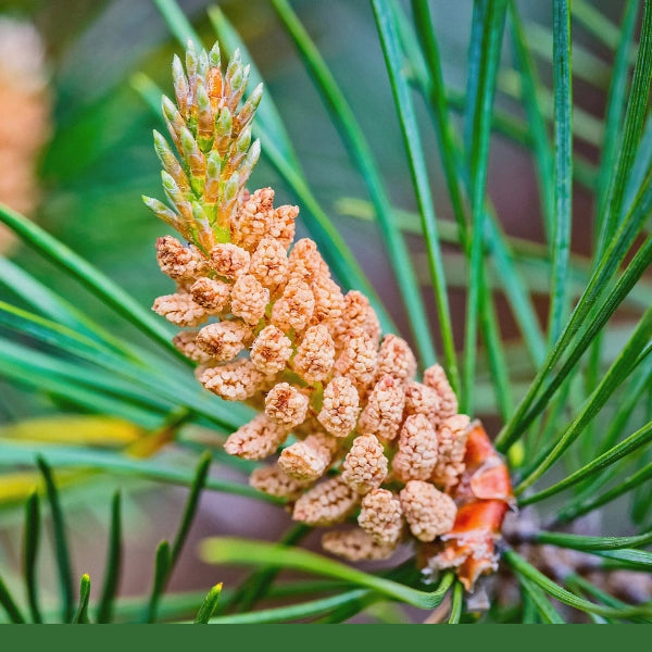 Pine Pollen, Powder (Pinus Massoniana) - Dried Herb