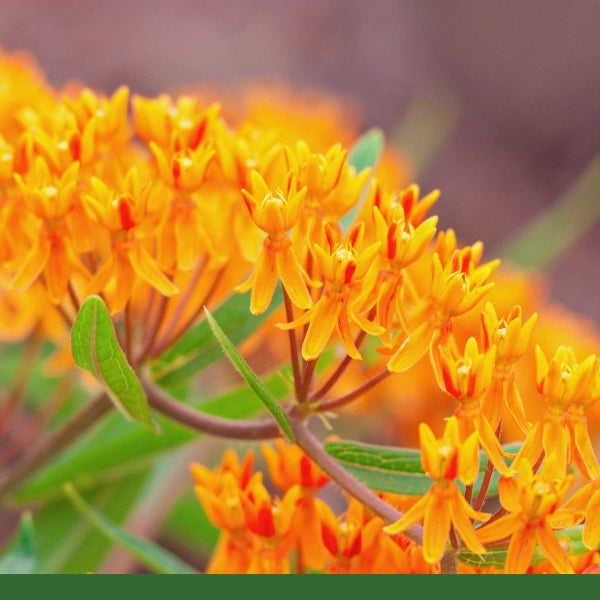 Pleurisy Root (Asclepias tuberosa) - Dried Herb, Wildcrafted