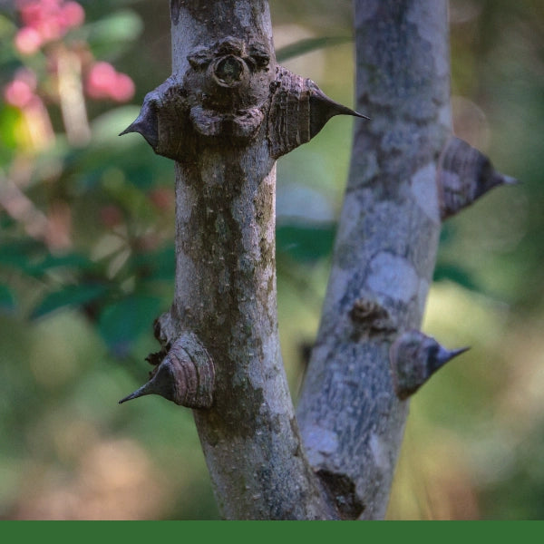 Prickly Ash Bark, Cut & Sifted (Zanthoxylum americanum) - Dried Herb, Wildcrafted