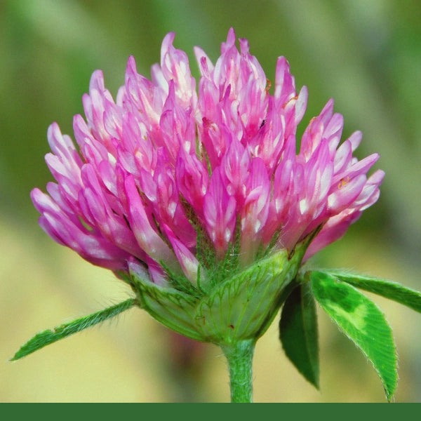 Red Clover Herb (Trifolium pratense) Cut & Sifted - Dried Herb, Organic