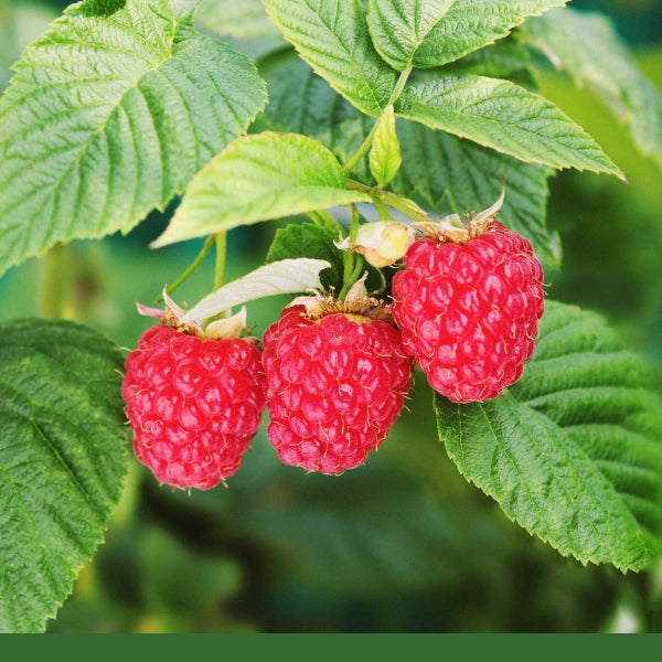 Red Raspberry Leaf (Rubus idaeus) - Dried Herb, Organic