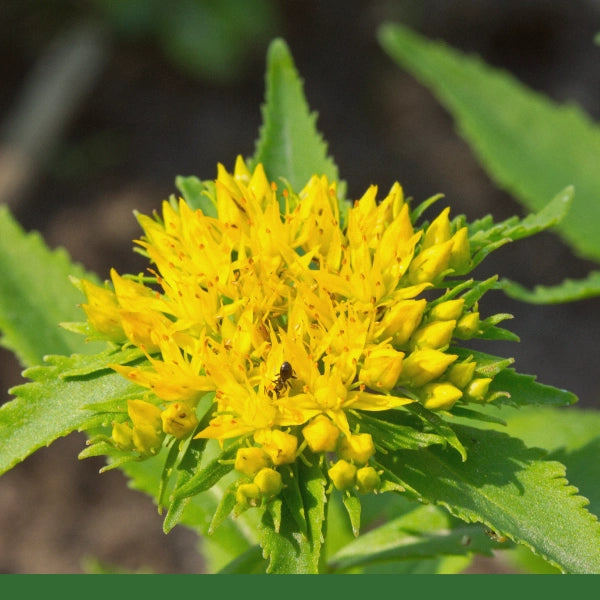 Rhodiola Root Powder (Rhodiola rosea) - Dried Herb, Organic