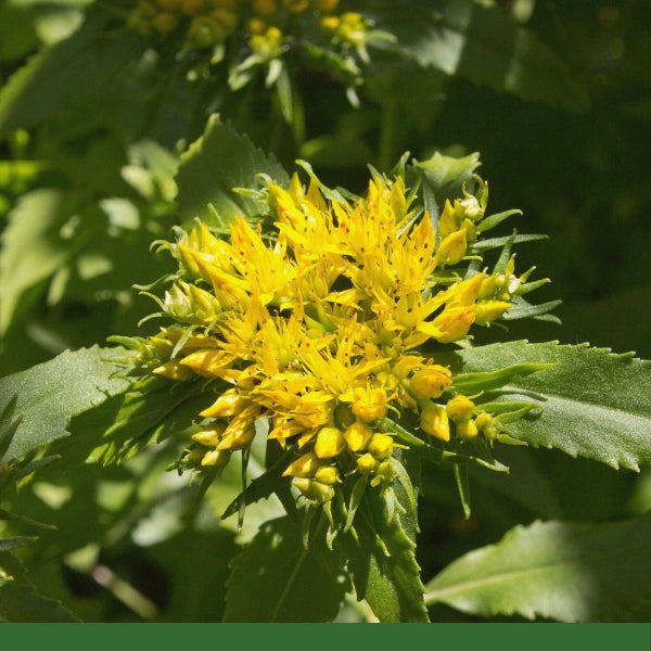 Rhodiola Root (Rhodiola rosea) - Dried Herb, Organic