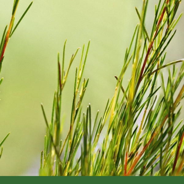 Rooibos (Aspalathus linearis) - Dried Herb, Organic