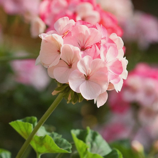 Rose Geranium (Pelargonium roseum) - Essential Oil