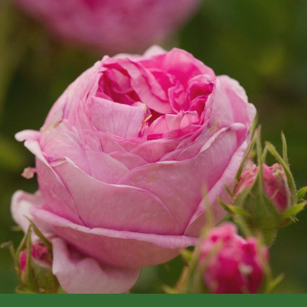 Rose Petals (Rosa centifolia) - Dried Herb