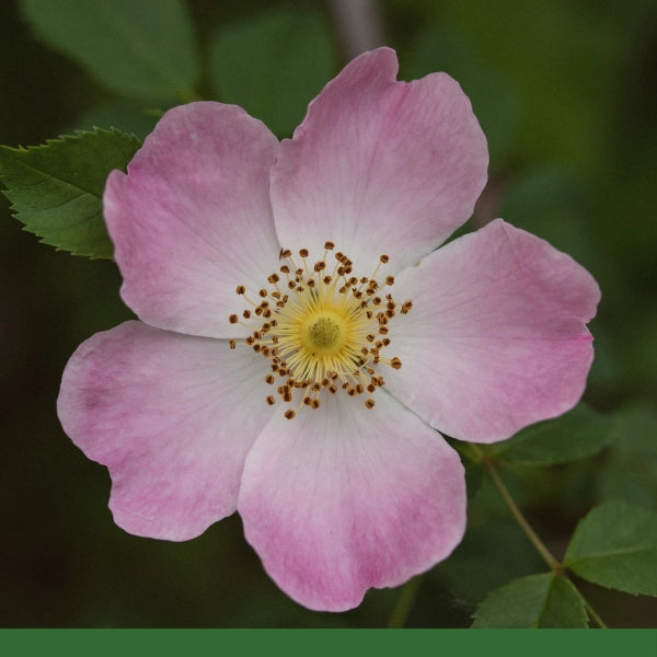 Rosehip Powder (Rosa canina & Rosa rubiginosa) - Dried Herb, Organic