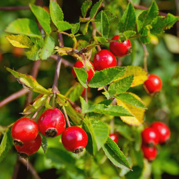 Rosehip Seed, Unrefined (Rosa moschata) - Carrier Oil