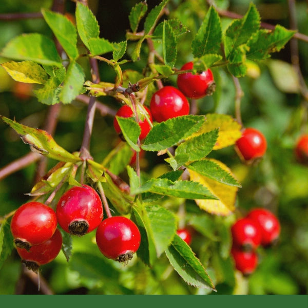 Rosehip Seedless, Cut & Sifted (Rosa canina & Rosa rubiginosa) - Dried Herb, Organic