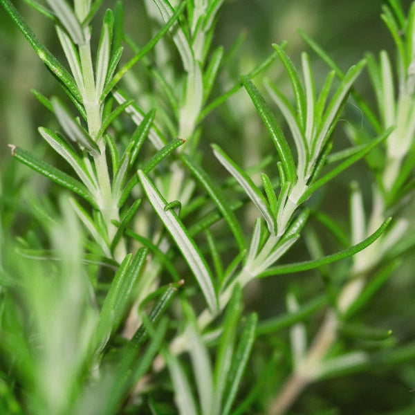 Rosemary (Rosmarinus officinalis) - Essential Oil