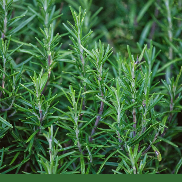 Rosemary Leaf (Rosmarinus officinalis) - Dried Herb, Organic