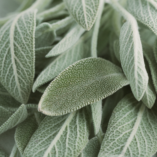 Sage (Salvia officinalis) - Essential Oil