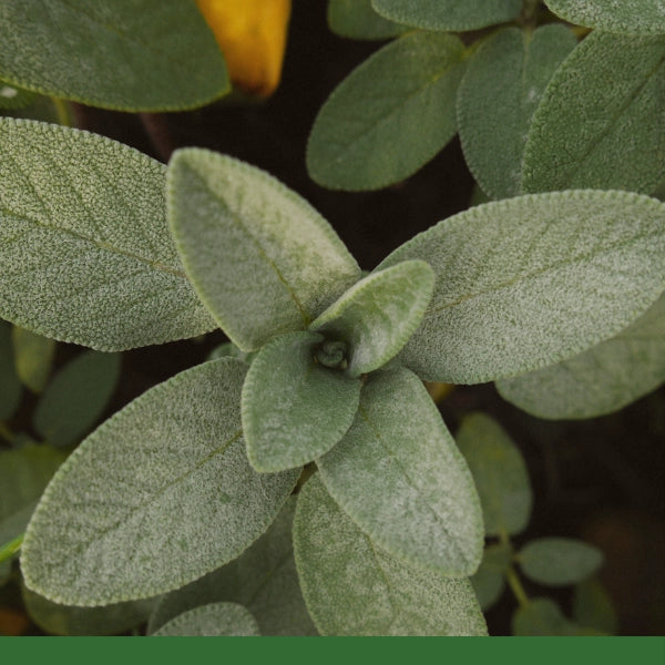 Sage Leaf, Cut & Sifted (Salvia officinalis) - Dried Herb, Organic