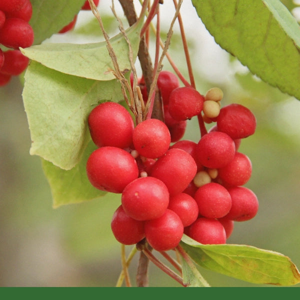 Schizandra Berries, Whole (Schisandra chinensis) - Dried Herb, Organic