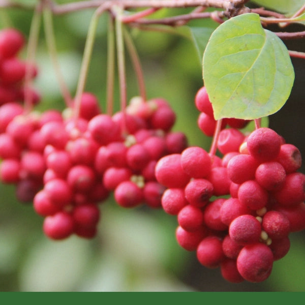 Schizandra Berry, Powder (Schisandra chinensis) - Dried Herb, Organic