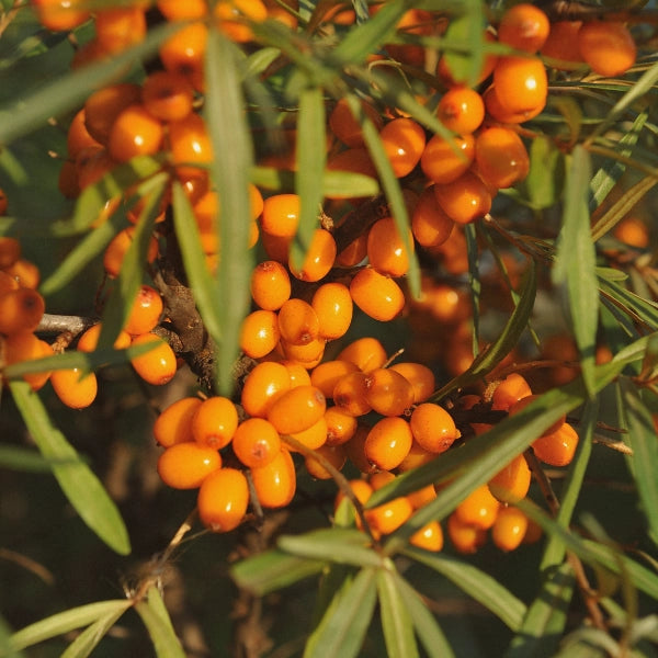 Sea Buckthorn (Hippophae rhamnoides) - Carrier Oil