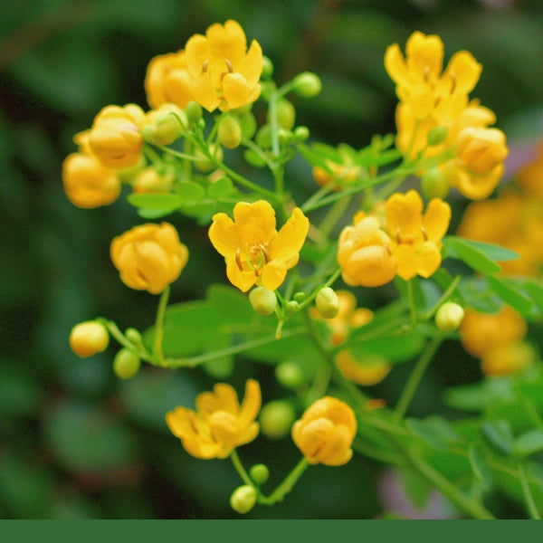 Senna Leaf, Powder (Cassia angustifolia) - Dried Herb, Organic