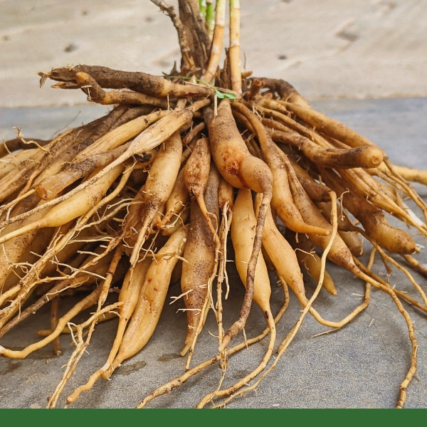 Shatavari Root Powder (Asparagus racemosus) - Dried Herb, Organic