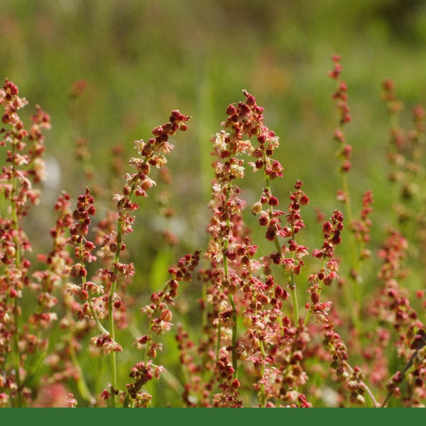 Sheep Sorrel, Cut & Sifted (Rumex acetosella) - Dried Herb, Organic