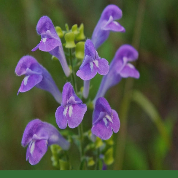 Skullcap/Scullcap (Scutellaria lateriflora) - Dried Herb, Organic