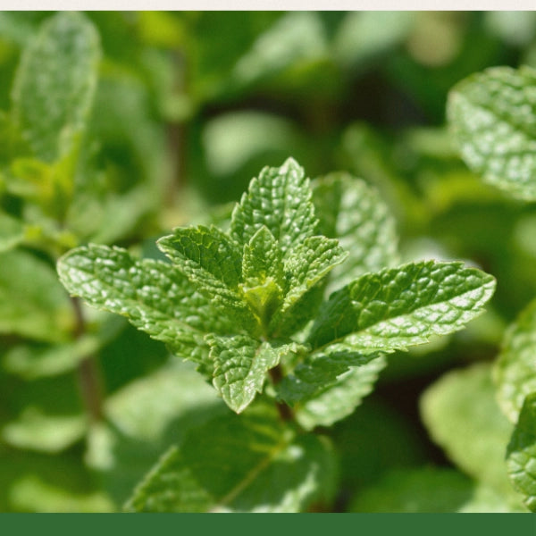 Spearmint Leaf (Mentha spicata) - Dried Herb, Organic