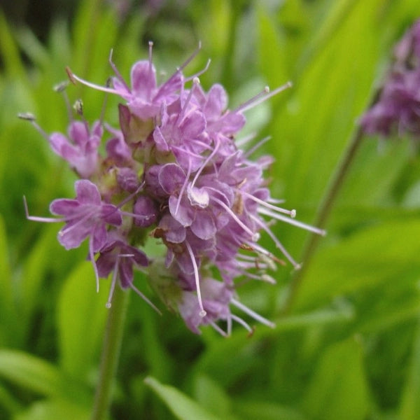 Spikenard (Nardostachys jatamansi) - Essential Oil