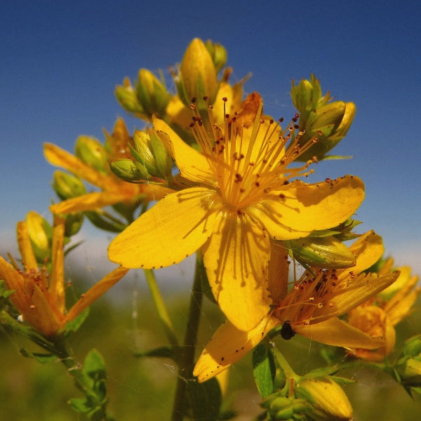 St. John's Wort (Hypericum Perforatum) - Infused Oil