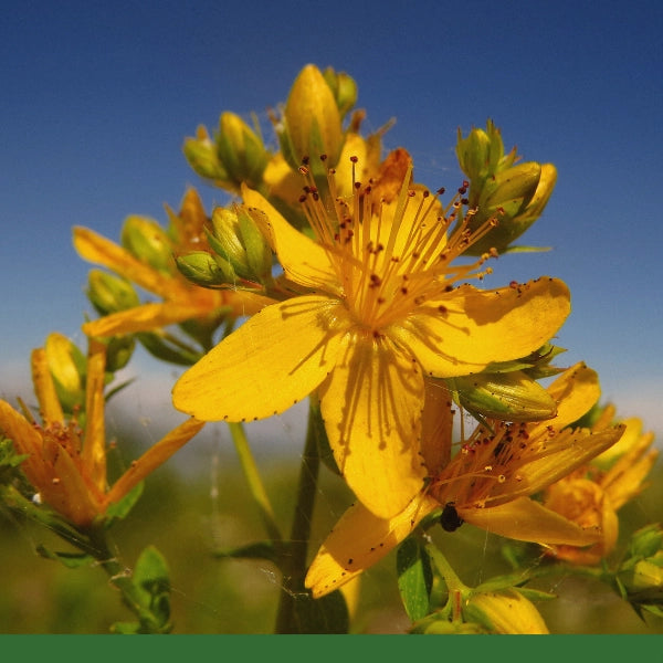 St. John's Wort (Hypericum perforatum) - Dried Herb, Organic